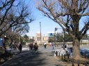 神宮外苑 いちょう並木